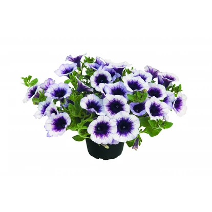 Petunia DESIGNER &#039;Black Spot&#039;