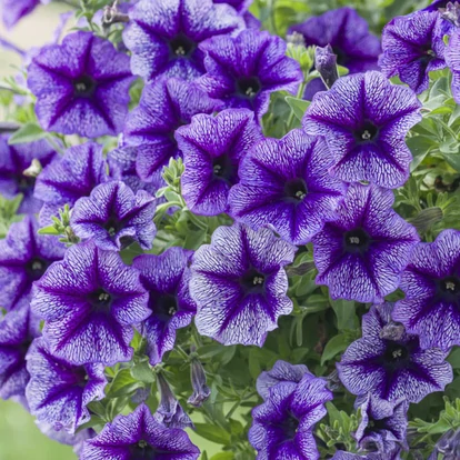 Petunia DESIGNER 'Royal Lace'