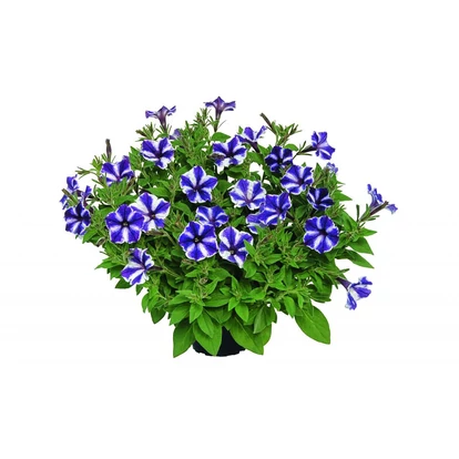 Petunia Blueberry Star