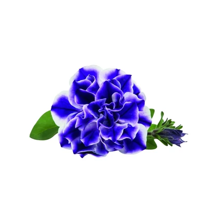 Petunia Blueberry Twist