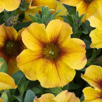 Petunia Beautical &#039;Caramel Yellow&#039;