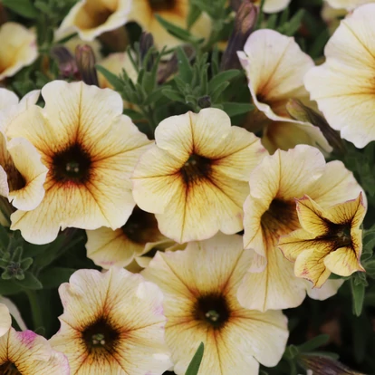 Petunia Beautical &#039;French Vanilla&#039;