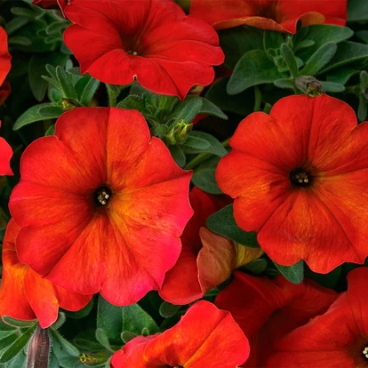 Petunia Beautical &#039;Red Marple&#039;