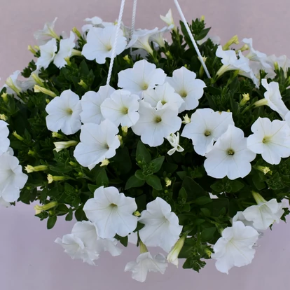 Petunia KUYAMBA 'White'