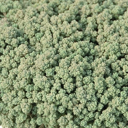 Sedum dasyphyllum / Mirigyes vagy göndör varjúháj