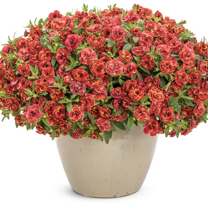 Calibrachoa Superbells Double Redstone