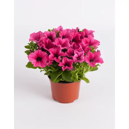 Petunia Surfinia Hot Pink