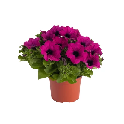 Petunia Surfinia Purple