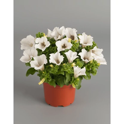 Petunia Surfinia White