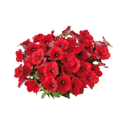 Petunia Surfinia Deep Red