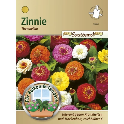 Rézvirág 'Thumbelina' alacsony növésű keverék / Zinnia elegans