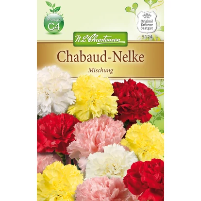 Chabaud szegfű 'Mischung' / Dianthus caryophyllus