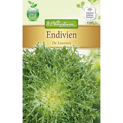 Cikóriasaláta 'De Louviers' / Cichorium endivia