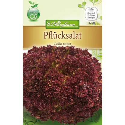 Tépősaláta 'Lollo rossa' / Lactuca sativa
