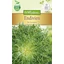Cikóriasaláta &#039;De Louviers&#039; / Cichorium endivia