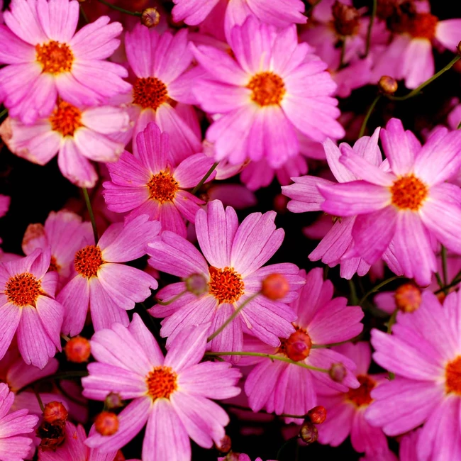 Coreopsis verticillata 'Pink Lady' / Menyecskeszem