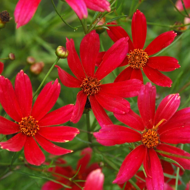 Coreopsis verticillata 'Sangria' / Menyecskeszem