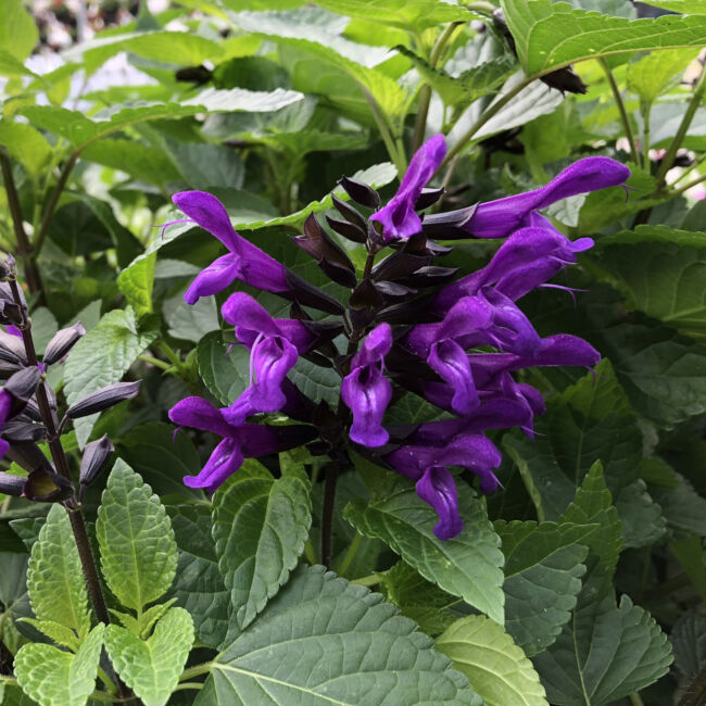 Salvia hybrida Rockin 'Deep Purple' / Zsálya