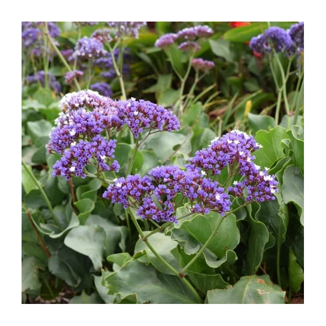 Limonium perezii 'Purple Parachute' / Tengerparti sóvirág