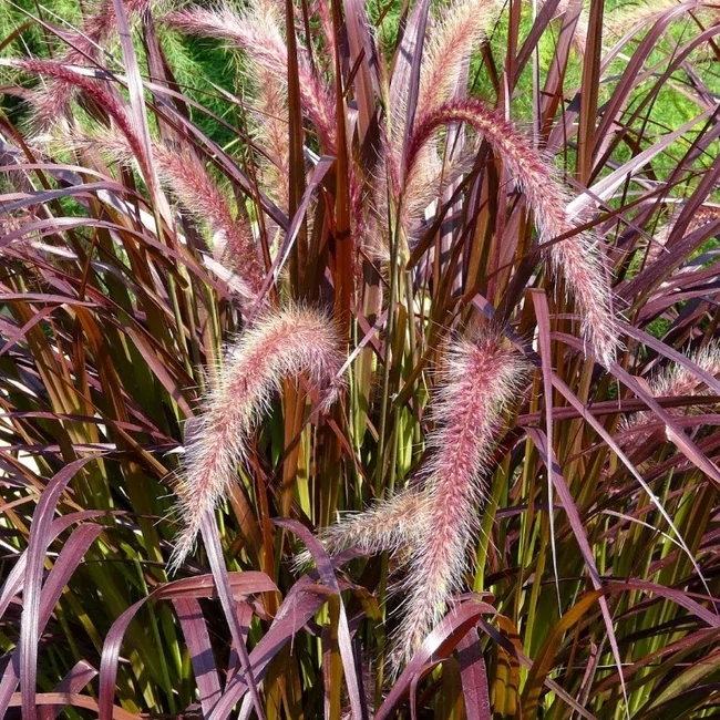 Pennisetum x advena 'Rubrum' / Bordólevelű tollborzfű