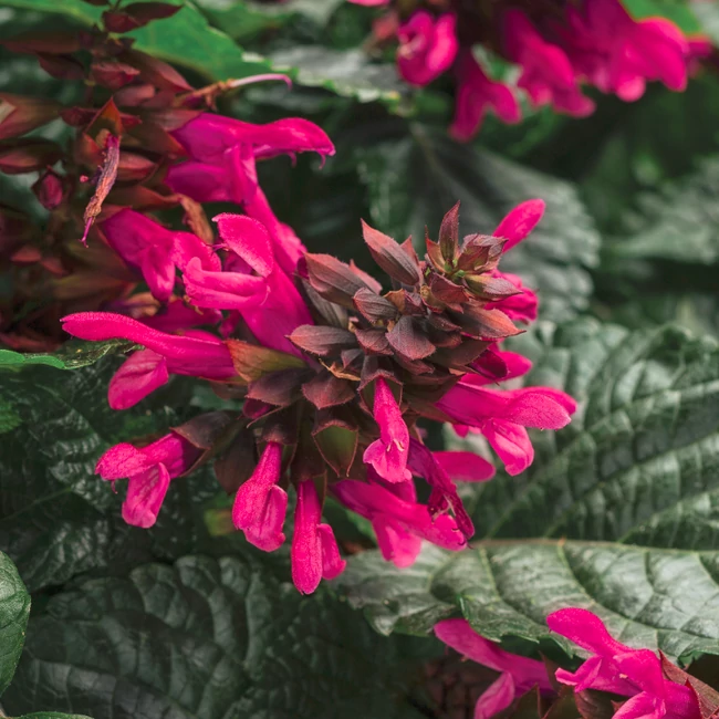 Salvia hybrida Rockin 'Fuchsia' / Zsálya