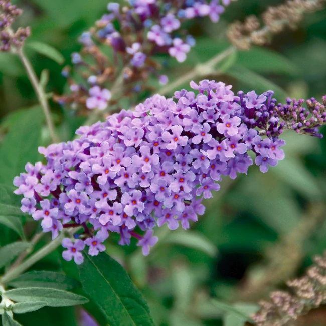 Buddleja BUZZ 'Pink Purple' / Nyári orgona