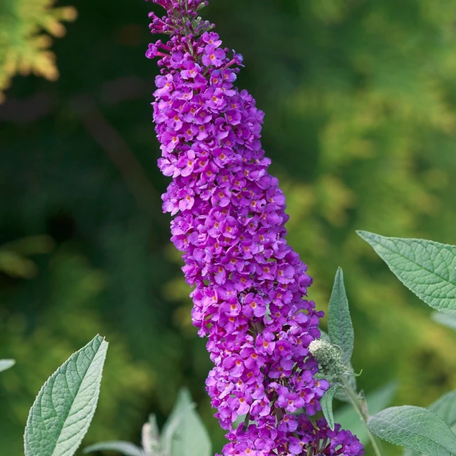 Buddleja BUZZ 'Violet' / Nyári orgona