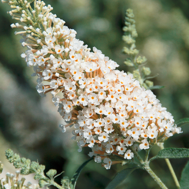Buddleja BUZZ 'Ivory' / Nyári orgona