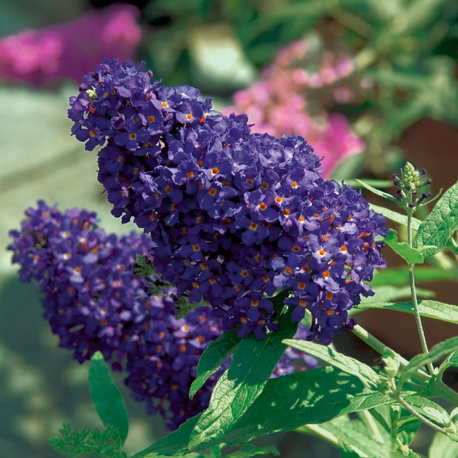 Buddleja BUZZ 'Midnight' / Nyári orgona