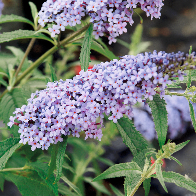 Buddleja BUZZ 'Improved Sky Blue' / Nyári orgona