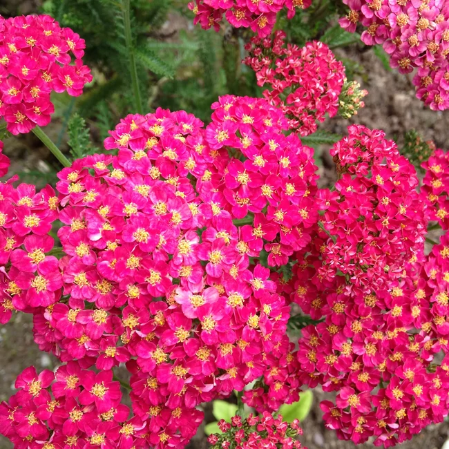 Achillea millefolium 'Short Red' / Közönséges cickafark