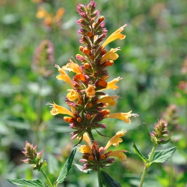 Agastache aurantiaca KUDOS 'Gold' / Izsópfű