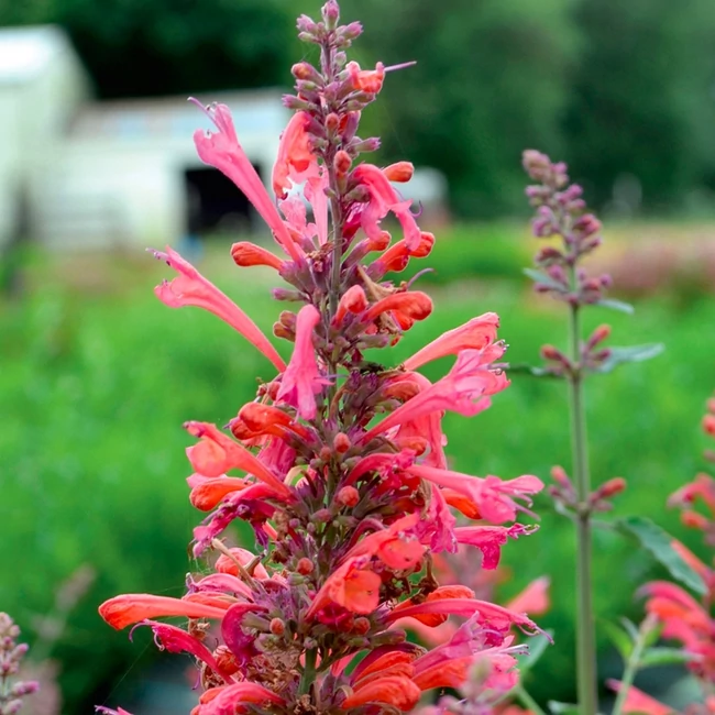 Agastache aurantiaca KUDOS 'Coral' / Izsópfű - Muskátli- és ...