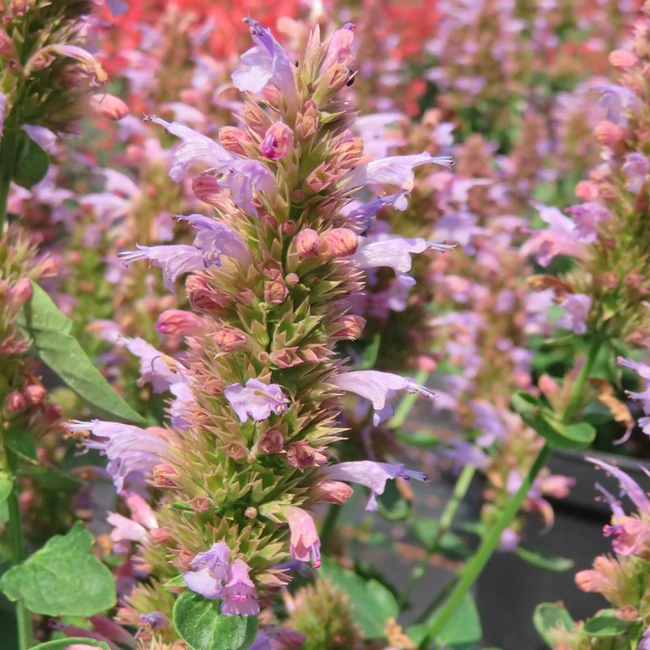 Agastache aurantiaca KUDOS 'Silver Blue' / Izsópfű