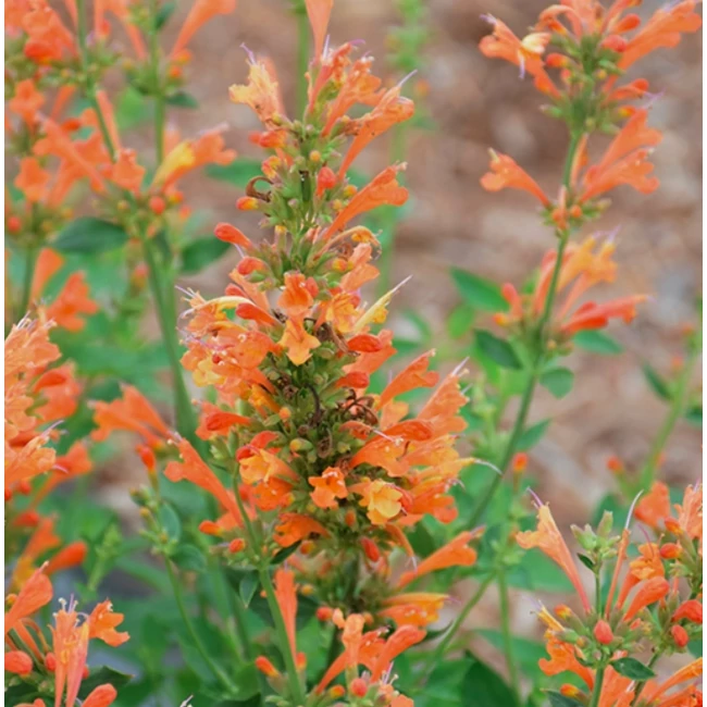 Agastache aurantiaca POQUITO 'Orange' / Izsópfű