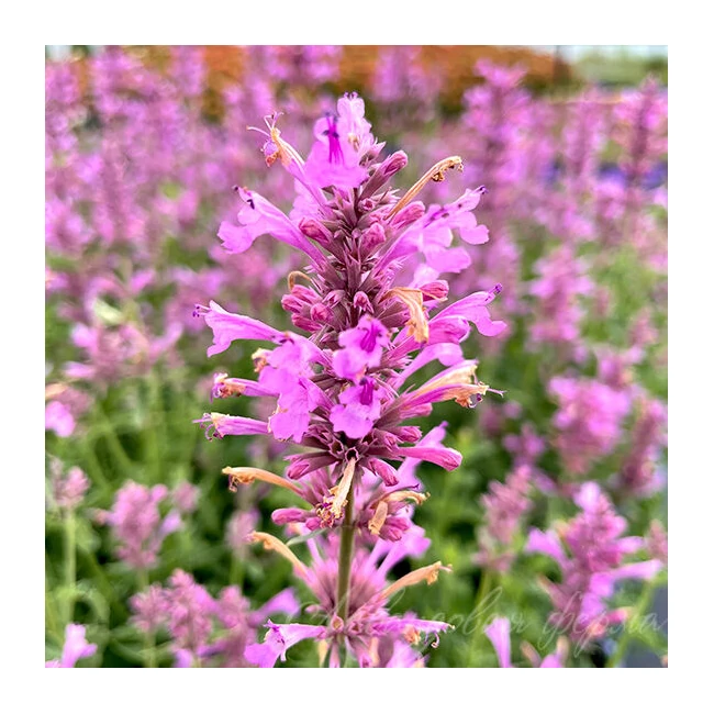 Agastache aurantiaca SUNNY SPARKS 'Pink Impr.' / Izsópfű