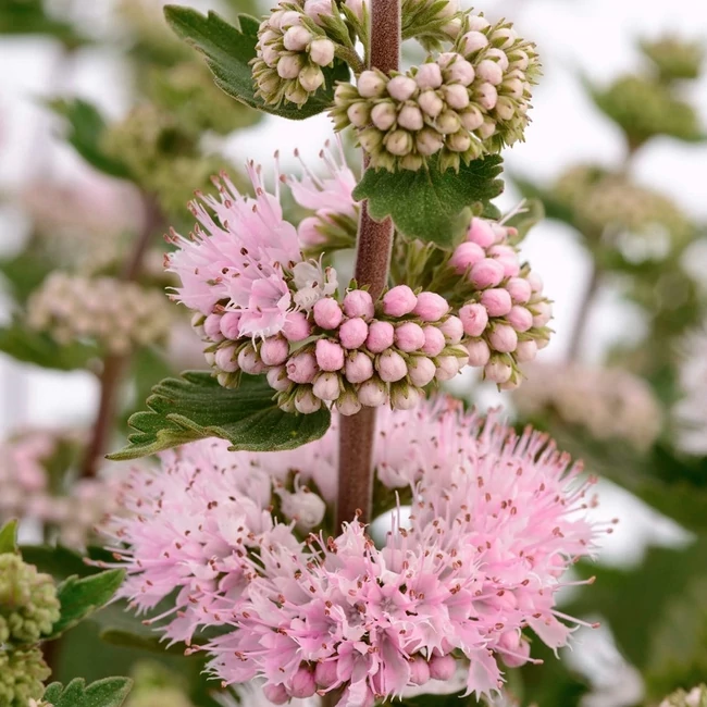 Caryopteris incana 'Pavilon Pink' / Kékszakáll