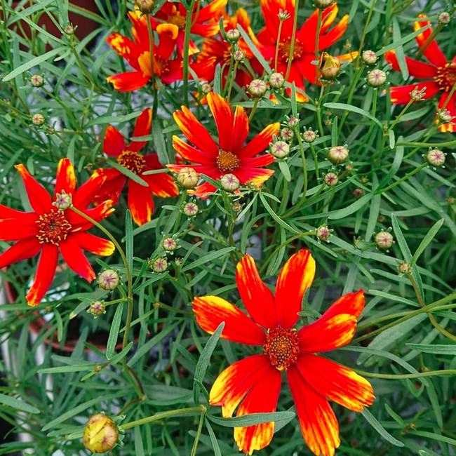 Coreopsis verticillata 'Ladybird' / Menyecskeszem