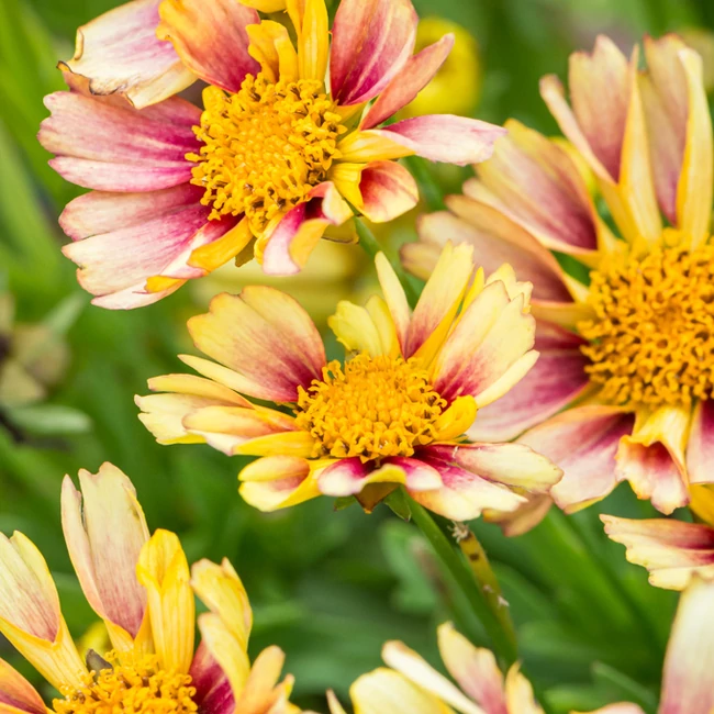 Coreopsis hybrida 'Solanna Sunset Burst' / Menyecskeszem