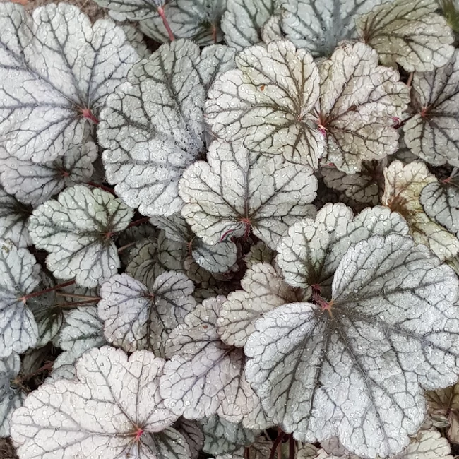 Heuchera 'Sugar Frosting' / Tűzeső
