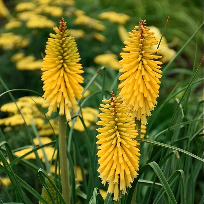 Kniphofia 'Solar Flare' / Fürtös fáklyaliliom