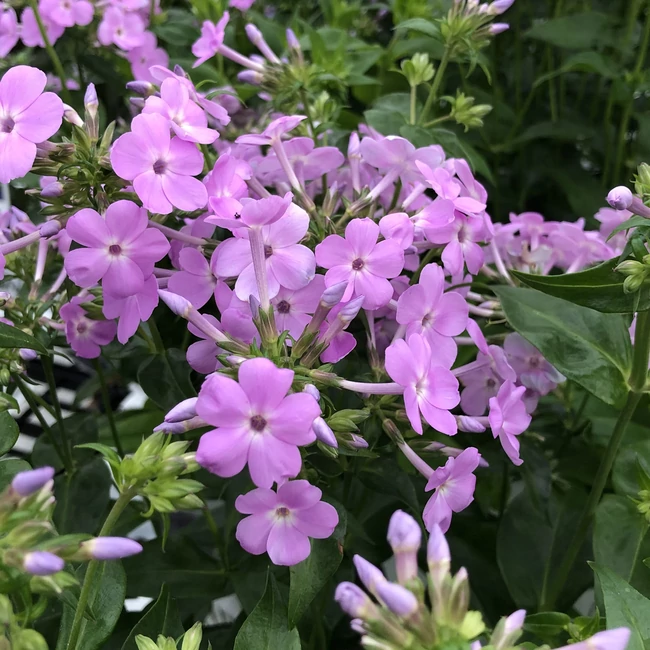 Phlox hybrida OPENING ACT 'Blush' / Bugás lángvirág