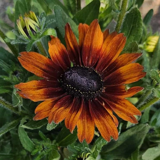 Rudbeckia x Echinacea 'Summerina Pumpernickel' / Kúpvirág