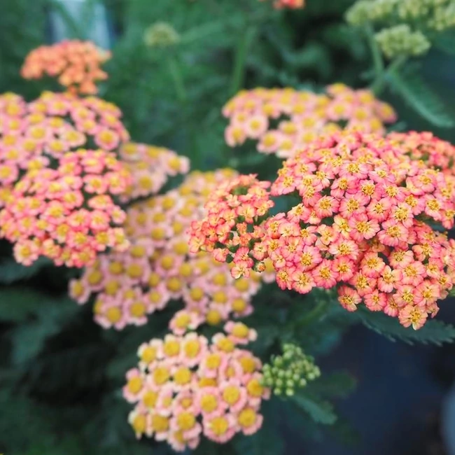 Achillea millefolium FIREFLY 'Peach Sky' / Közönséges cickafark