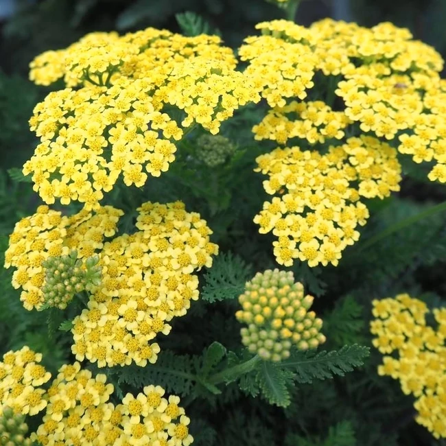 Achillea millefolium FIREFLY 'Sunshine' / Közönséges cickafark