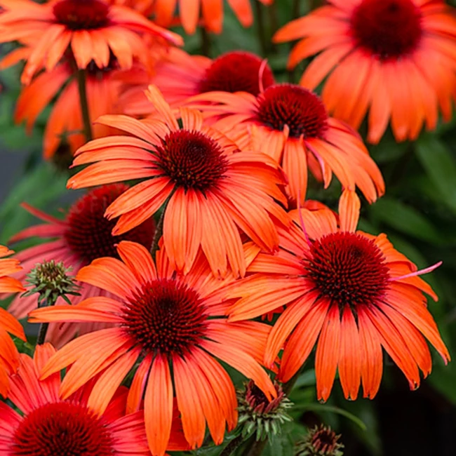 Echinacea purpurea SUNMAGIC 'Electric Orange' / Kasvirág