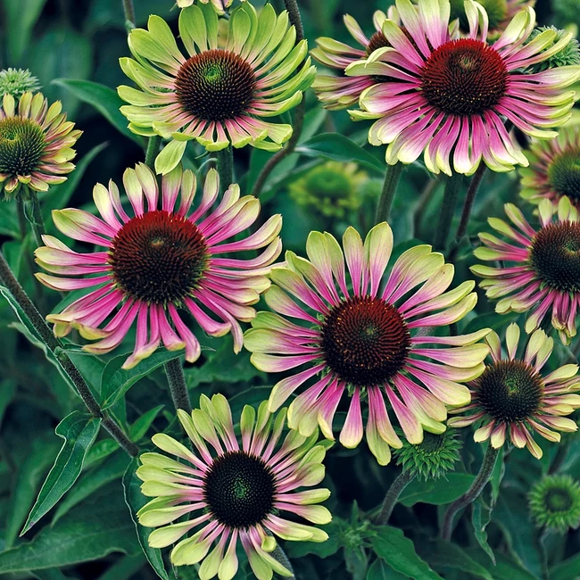 Echinacea purpurea 'Green Twister' / Kasvirág