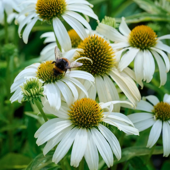 Echinacea purpurea SUNMAGIC 'Pearl White' / Kasvirág