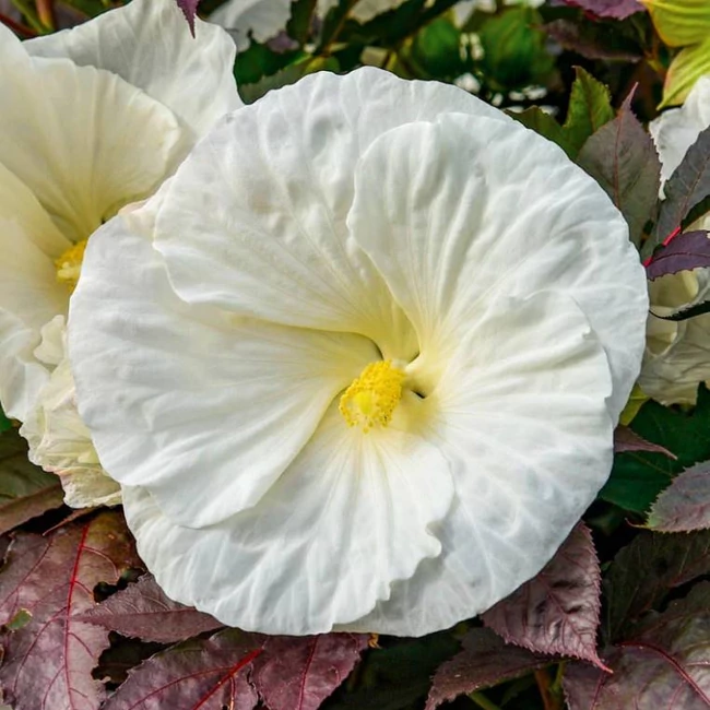 Hibiscus hibrid SUMMERIFIC 'Cookies and Creme' / Mocsári hibiszkusz