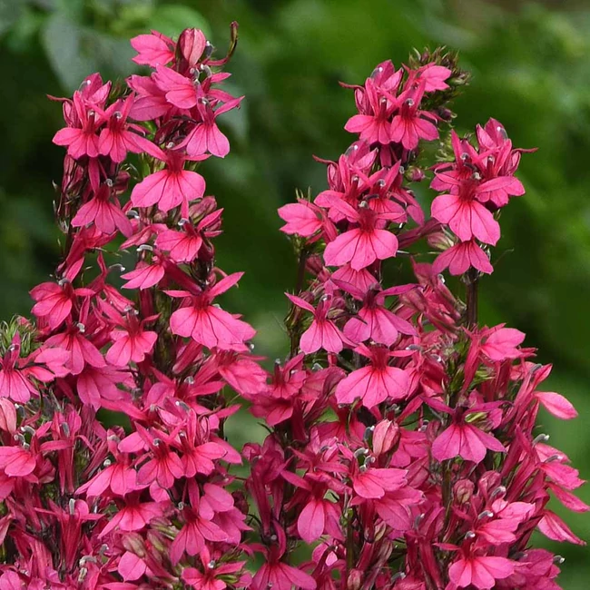 Lobelia speciosa STARSHIP 'Rose' / Pompás lobélia